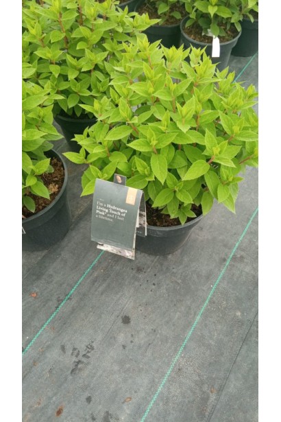 Гортензія Тач оф Пінк саджанець С5